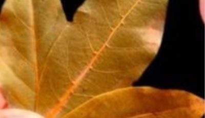 Uncover the Beauty Secrets of Bay Leaf for Glowing Skin