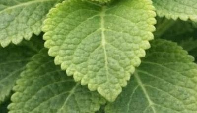 Oregano Leaf Remedy: Traditional Herbal Tea for Daily Wellness