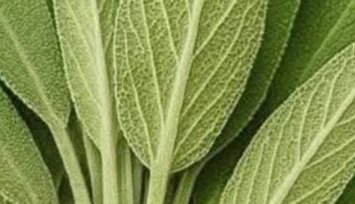 Sage: A Natural Remedy for Brain Health, Inflammation, and Joint Pain