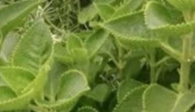 12 Health Benefits of Indian Borage (Mexican Mint): The Herb You Need for Better Health