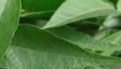 The One Leaf That Naturally Supports Blood Sugar