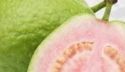 Guava Leaf Tea: Benefits, Properties, and How to Prepare It