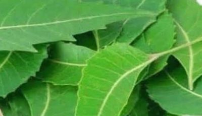 Discover the Power of the Leaf That Will Transform Your Health!